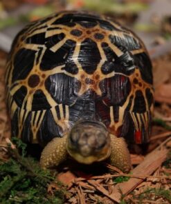 Madagascar Flat Shelled Spider Tortoises for sale 