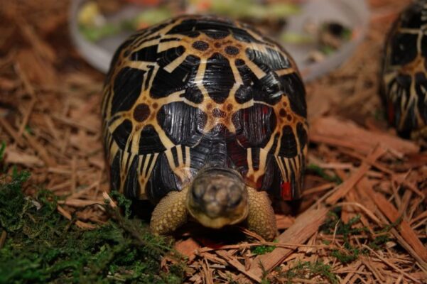 Madagascar Flat Shelled Spider Tortoises for sale - Passion Tortoise